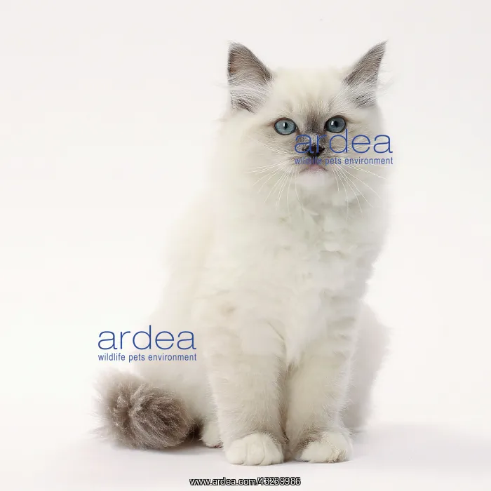  : Cat Ragdoll
