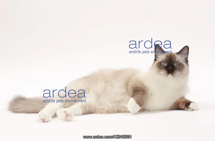  : Cat Ragdoll