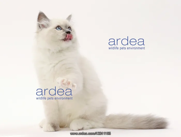  : Cat Ragdoll