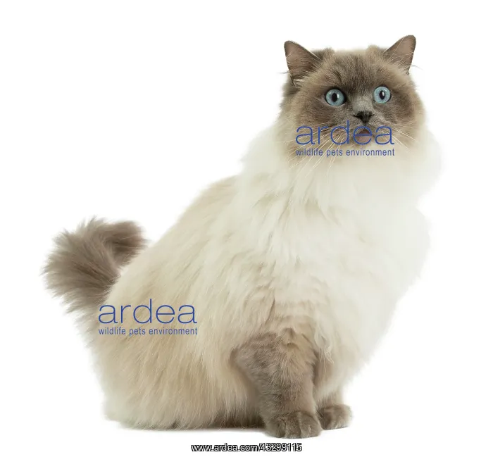 : Cat - Ragdoll : Cat - Ragdoll