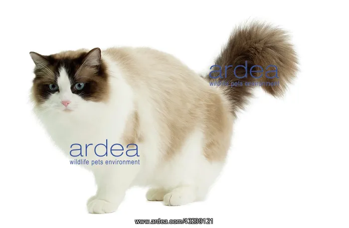: Cat - Ragdoll : Cat - Ragdoll