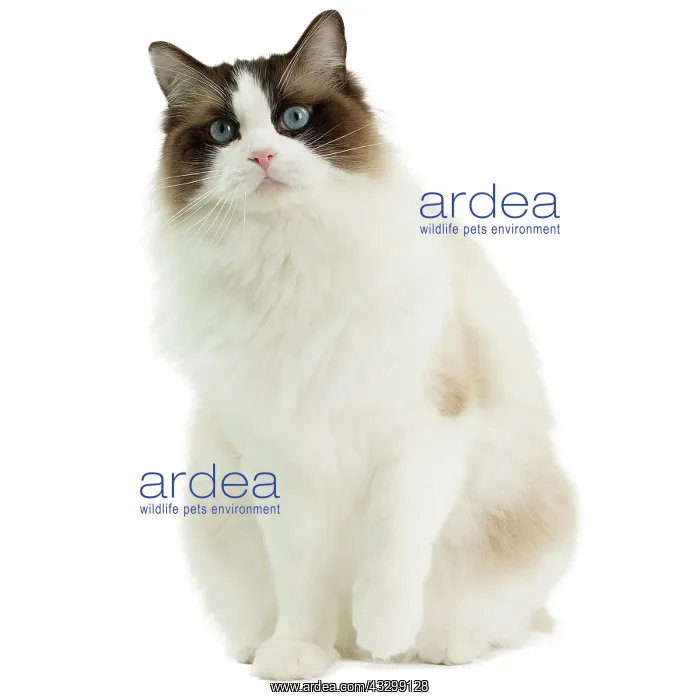 : Cat - Ragdoll : Cat - Ragdoll