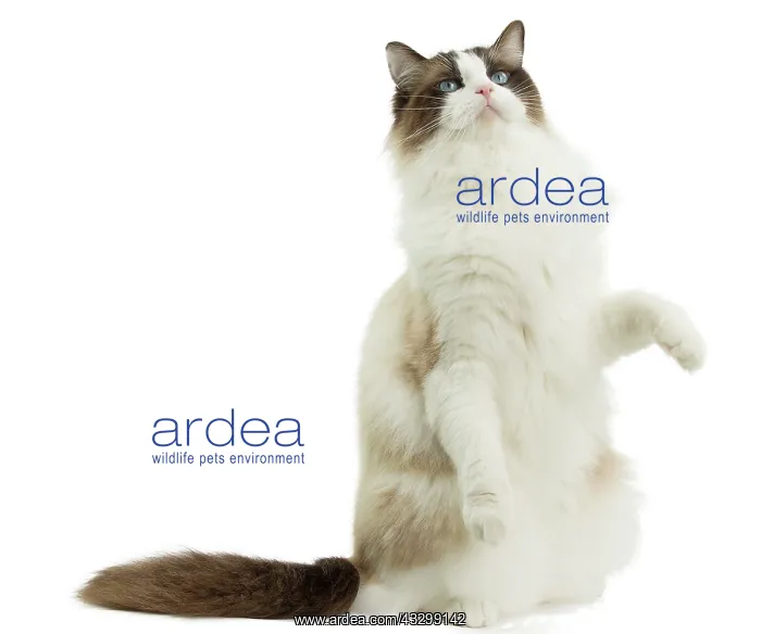 : Cat - Ragdoll : Cat - Ragdoll