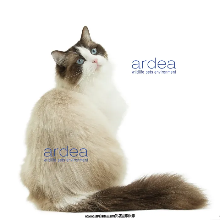 : Cat - Ragdoll : Cat - Ragdoll