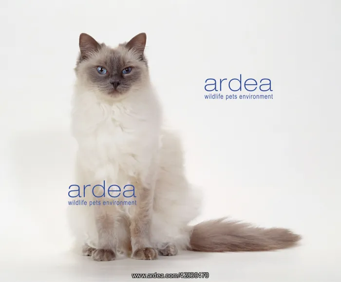  : CAT - Ragdoll - Blue Colour Point