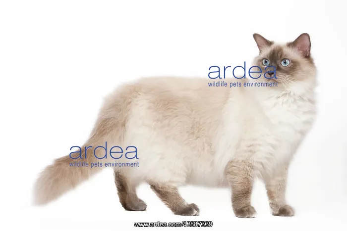 : Cat - Ragdoll - Blue colourpoint : Cat - Ragdoll - Blue colourpoint