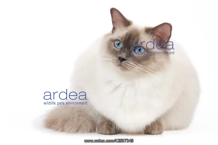 : Cat - Ragdoll - Blue colourpoint : Cat - Ragdoll - Blue colourpoint