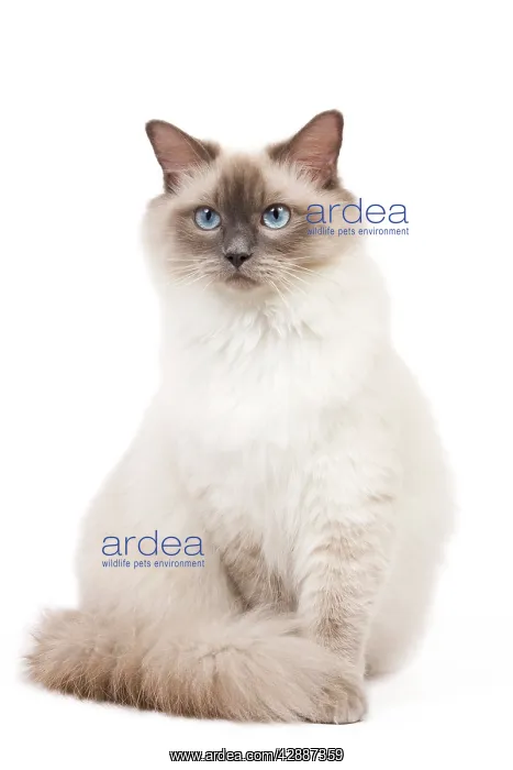 : Cat - Ragdoll - Blue colourpoint in studio : Cat - Ragdoll - Blue colourpoint in studio