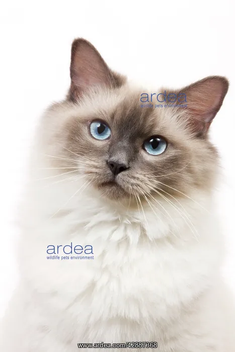 : Cat - Ragdoll - Blue colourpoint in studio : Cat - Ragdoll - Blue colourpoint in studio