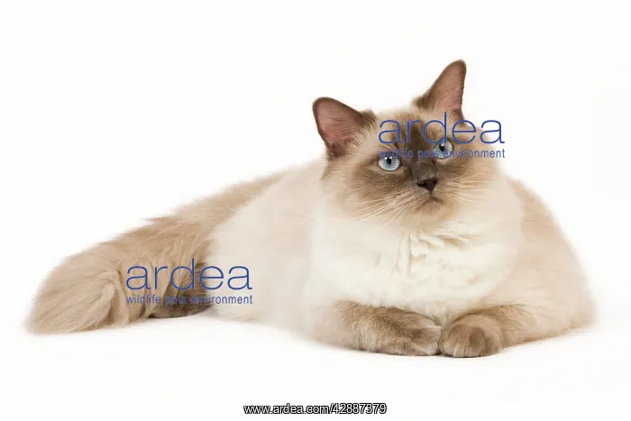 : Cat - Ragdoll - Blue colourpoint in studio : Cat - Ragdoll - Blue colourpoint in studio
