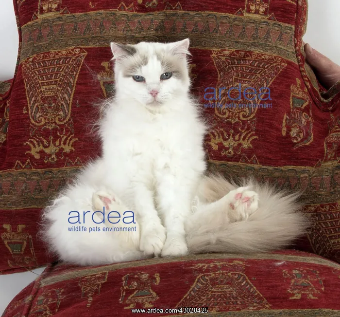  : Cat Ragdoll cat sitting