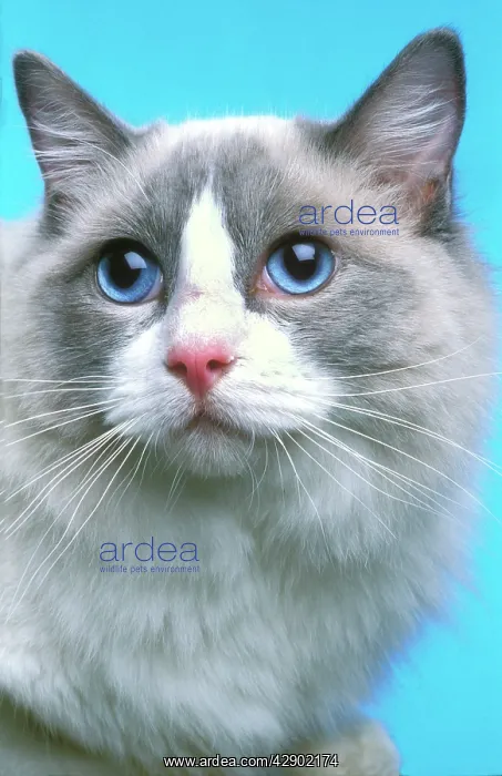  : Cat - Ragdoll - close-up of face