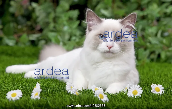 : Cat - Ragdoll in garden : Cat - Ragdoll in garden