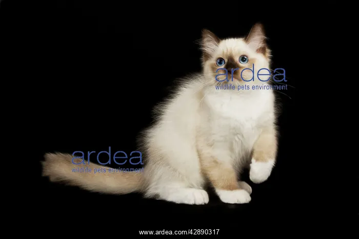  : Cat - Ragdoll kitten