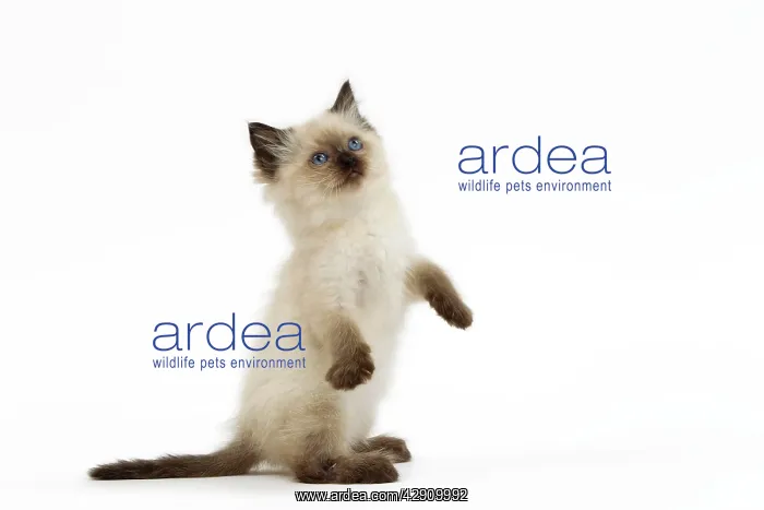  : Cat - Ragdoll kitten on hind legs in studio