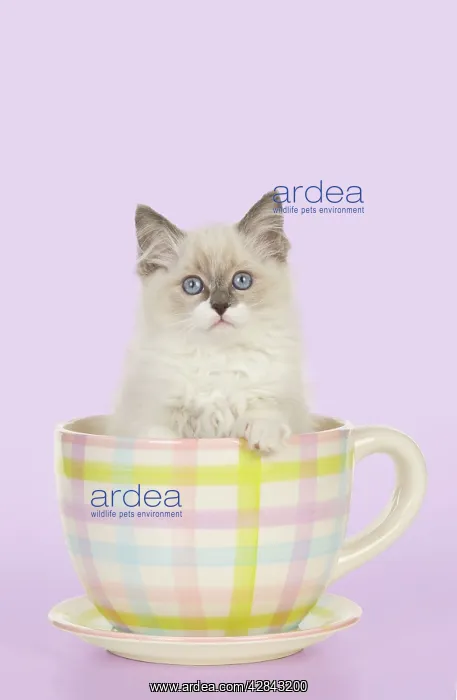  : CAT - Ragdoll kitten sitting in tea cup