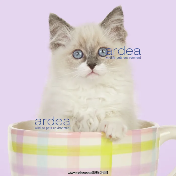  : CAT - Ragdoll kitten sitting in tea cup
