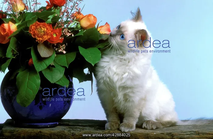  : Cat - Ragdoll Kitten smelling flowers