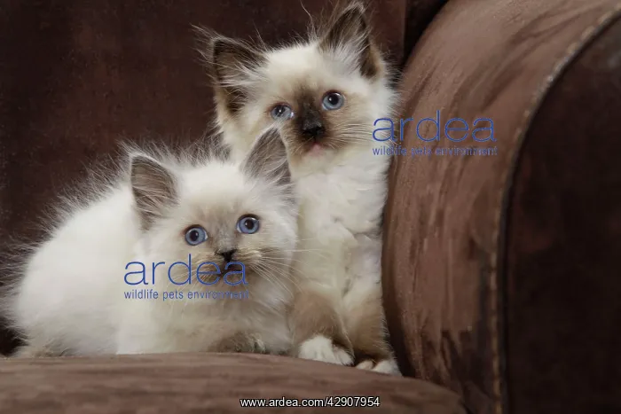  : Cat - two Ragdoll kittens