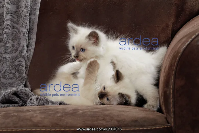  : Cat - two Ragdoll kittens playing