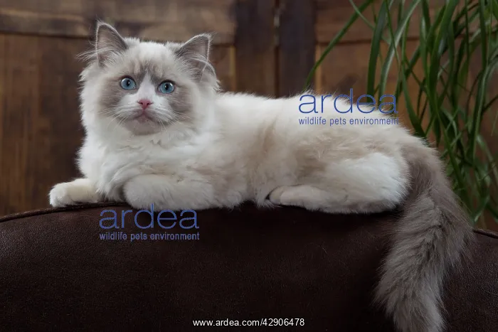: Cat - Ragdoll lying along back of chair : Cat - Ragdoll lying along back of chair