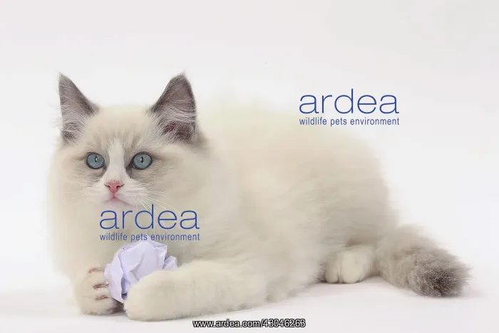  : Cat Ragdoll with paper