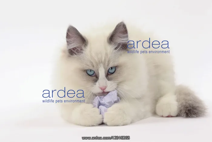  : Cat Ragdoll with paper