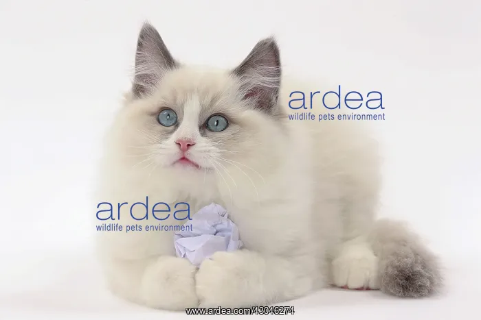  : Cat Ragdoll with paper