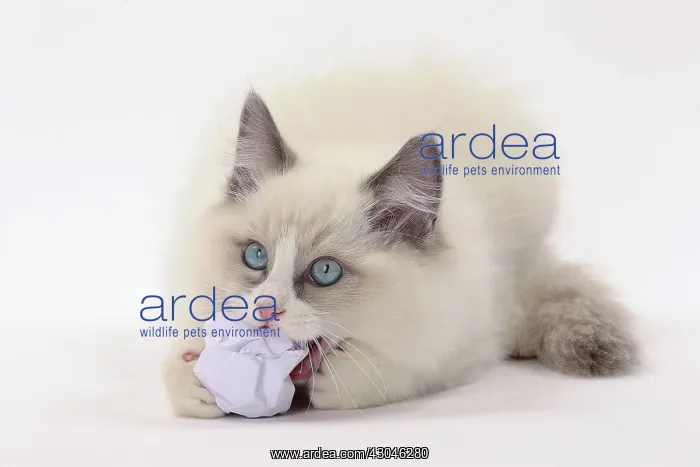  : Cat Ragdoll with paper