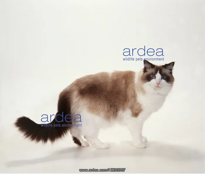 : CAT Ragdoll - seal bicolour, standing side view : CAT Ragdoll - seal bicolour, standing side view