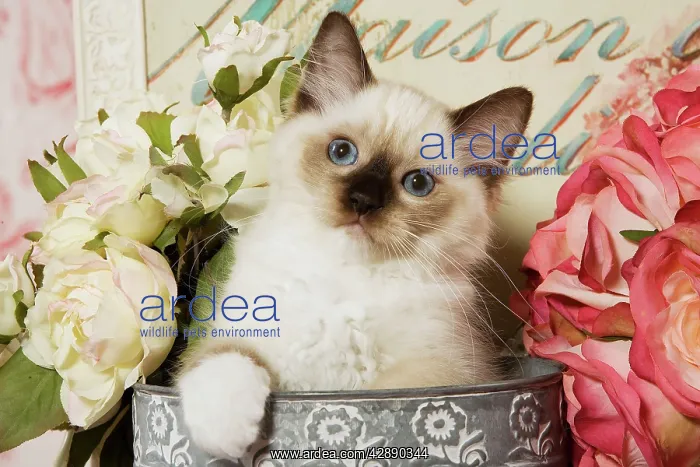  : Cat - Ragdoll Seal Kitten