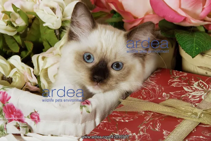  : Cat - Ragdoll Seal kitten