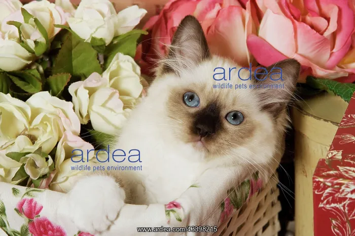 : Cat - Ragdoll Seal Kitten in basket amongst flowers : Cat - Ragdoll Seal Kitten in basket amongst flowers