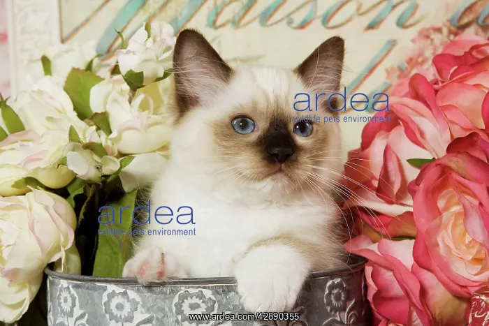  : Cat - Ragdoll Seal Kitten amongst flowers