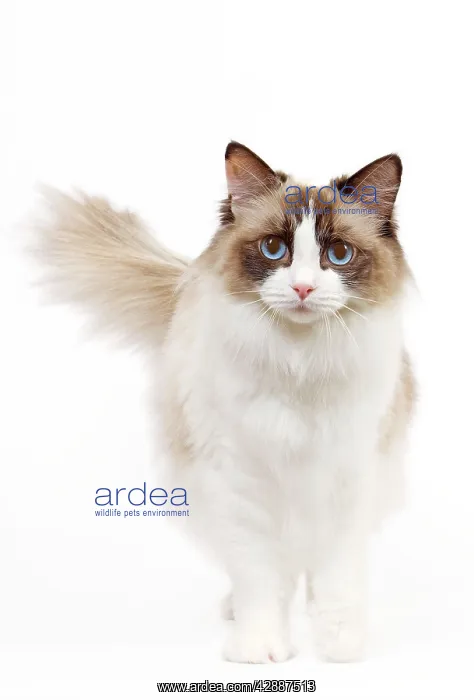  : Cat - Ragdoll - Seal tortie point and white in studio
