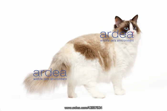 : Cat - Ragdoll - Seal tortie point and white in studio : Cat - Ragdoll - Seal tortie point and white in studio