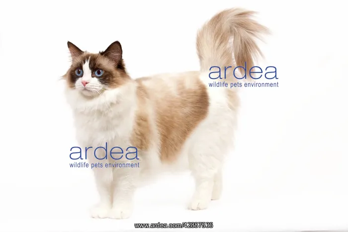  : Cat - Ragdoll - Seal tortie point and white in studio