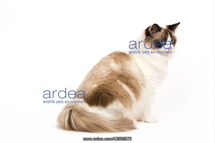  : Cat - Ragdoll - Seal tortie point and white in studio