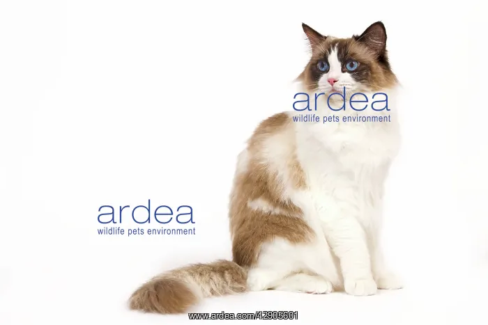 : Cat - Ragdoll - Seal tortie point and white in studio : Cat - Ragdoll - Seal tortie point and white in studio