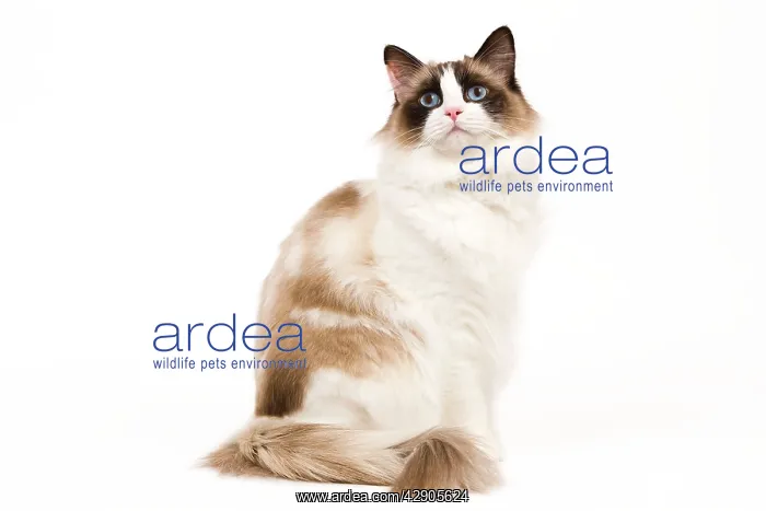 : Cat - Ragdoll - Seal tortie point and white in studio : Cat - Ragdoll - Seal tortie point and white in studio