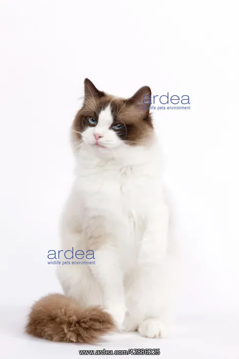  : Cat - Ragdoll in studio