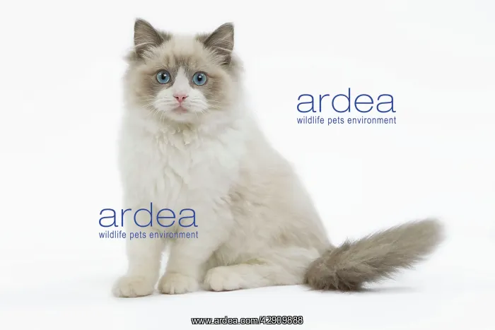 : Cat - Ragdoll in studio