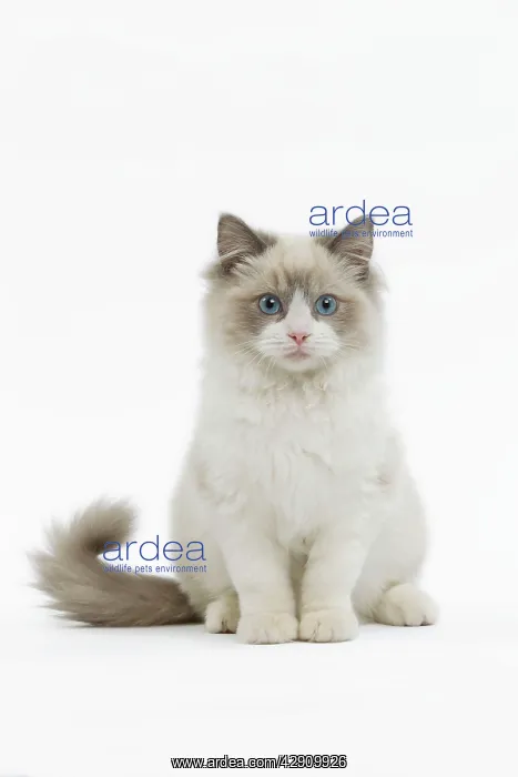  : Cat - Ragdoll in studio