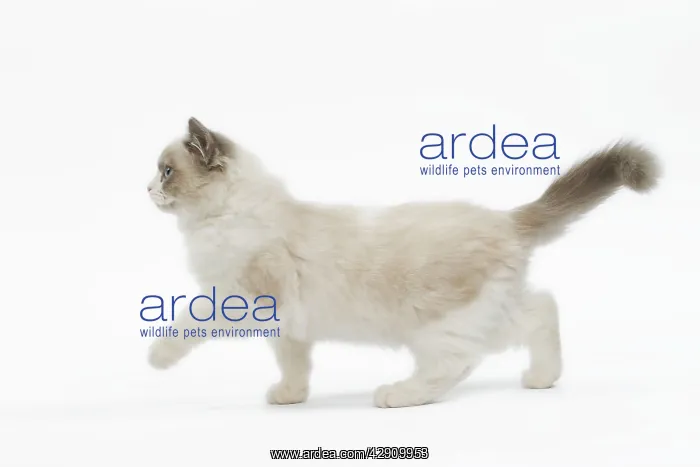  : Cat - Ragdoll in studio