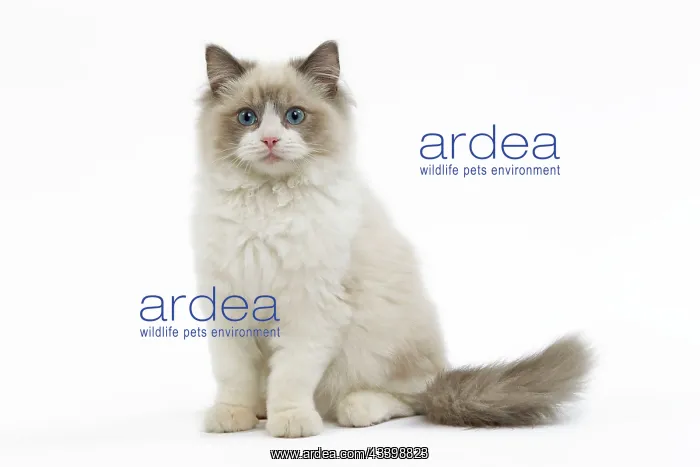 : Cat - Ragdoll in studio : Cat - Ragdoll in studio
