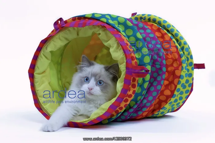  : Cat - Ragdoll in studio in play tunnel