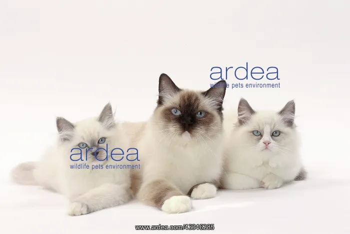  : Cat Ragdolls
