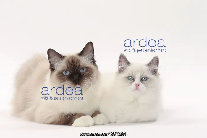  : Cat Ragdolls