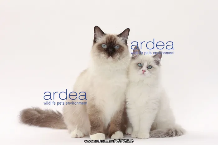  : Cat Ragdolls