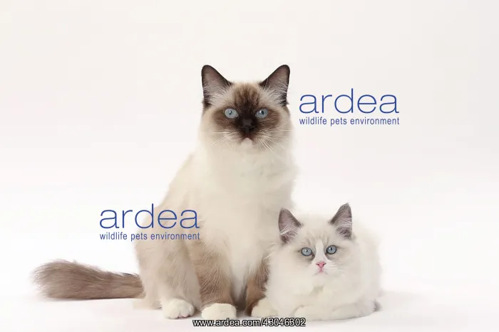  : Cat Ragdolls